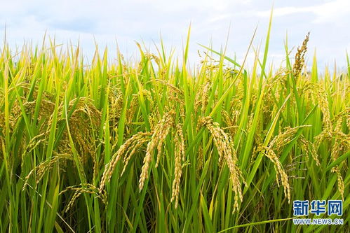一粒米撬动产业转型 打造绿色农业的大理样板
