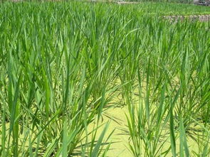 农民种象似水稻一样菰产品 走上发家致富之路