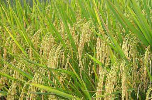 杂交水稻种植与管理:杂交中稻施肥需要注意哪些问题