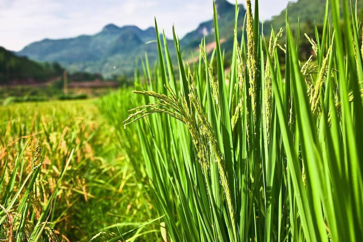 当时水稻种植在哪些区域?