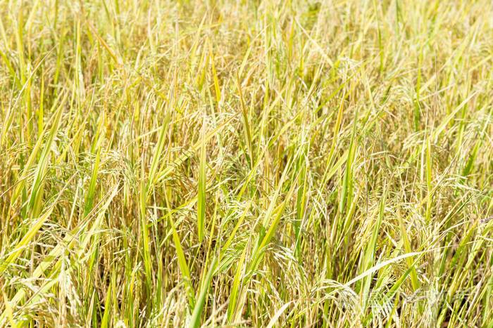 泰国水稻种植农业季照片-正版商用图片17u278-摄图新视界
