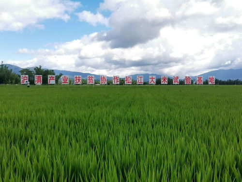 全面小康 一起幸福 鱼米之乡 牵手 滇南粮仓 ,上海助力勐海香米实现全产业链发展