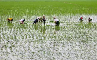 洁田稻 能清除杂草的水稻品种,您知道吗