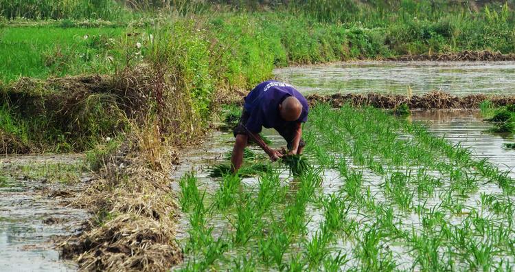水稻种植播种农民田间劳作禾苗水稻劳动人民高清图片提供免费下载的