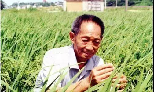 中国水稻种植迎来新机遇!