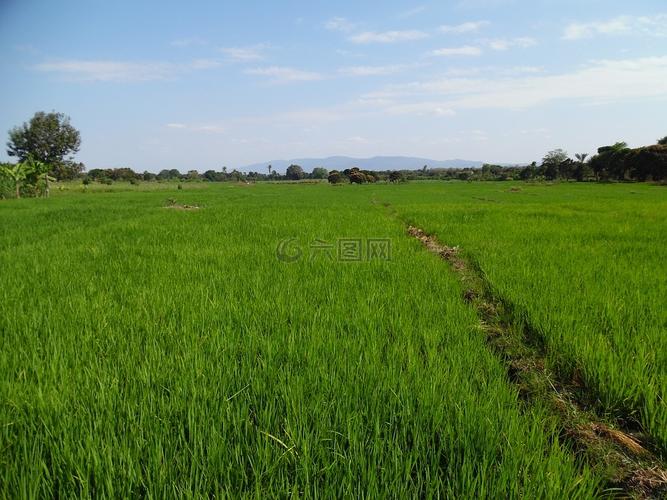 非洲,农业,水稻种植高清图库素材免费下载(图片编号:7616984)-六图网