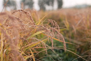 十月的风吹熟了有机旱稻 烟台福山打造健康大米品牌