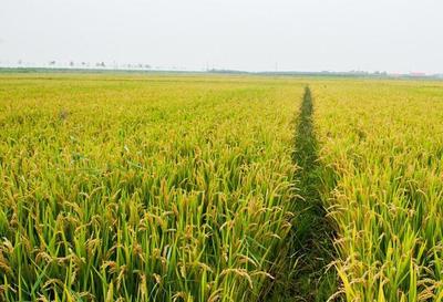 算一笔帐:种植水稻一亩地成本828元,净利润772元,今年还能种吗