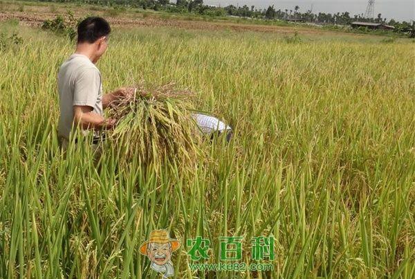 水稻种植的施肥配方