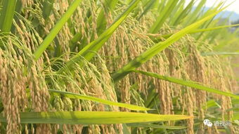 再生稻 一种两收 促生产 增效益