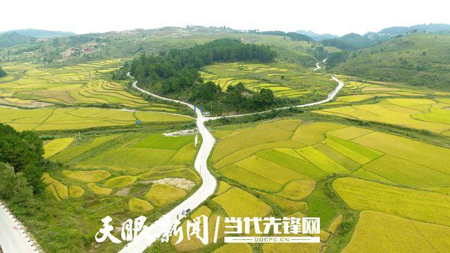 金晨公司在惠水县的水稻种植基地