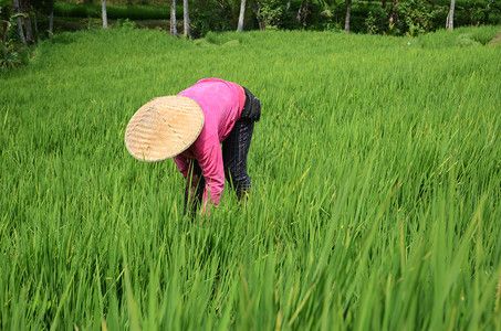 在印度尼西亚巴厘美丽的jatiluwih水稻田工作图片素材