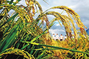 有机水稻种出新希望