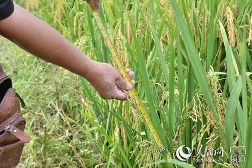广西上思或培育出水稻新品种